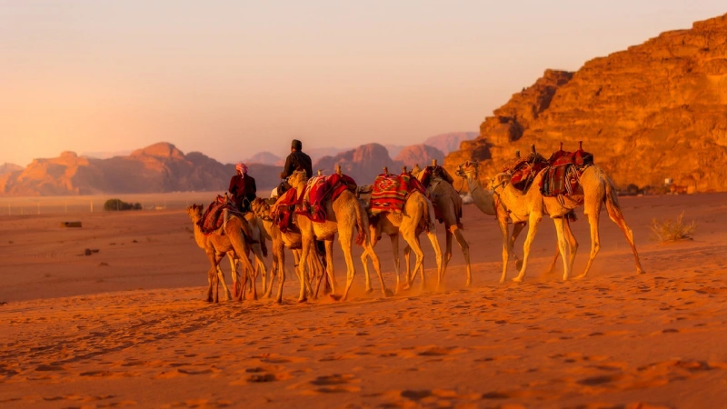 Turistas montando camellos en Petra durante su Ruta Jordania 8 dias